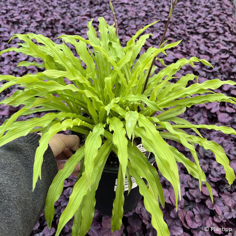 Hosta Party Streamers (Folhagem)