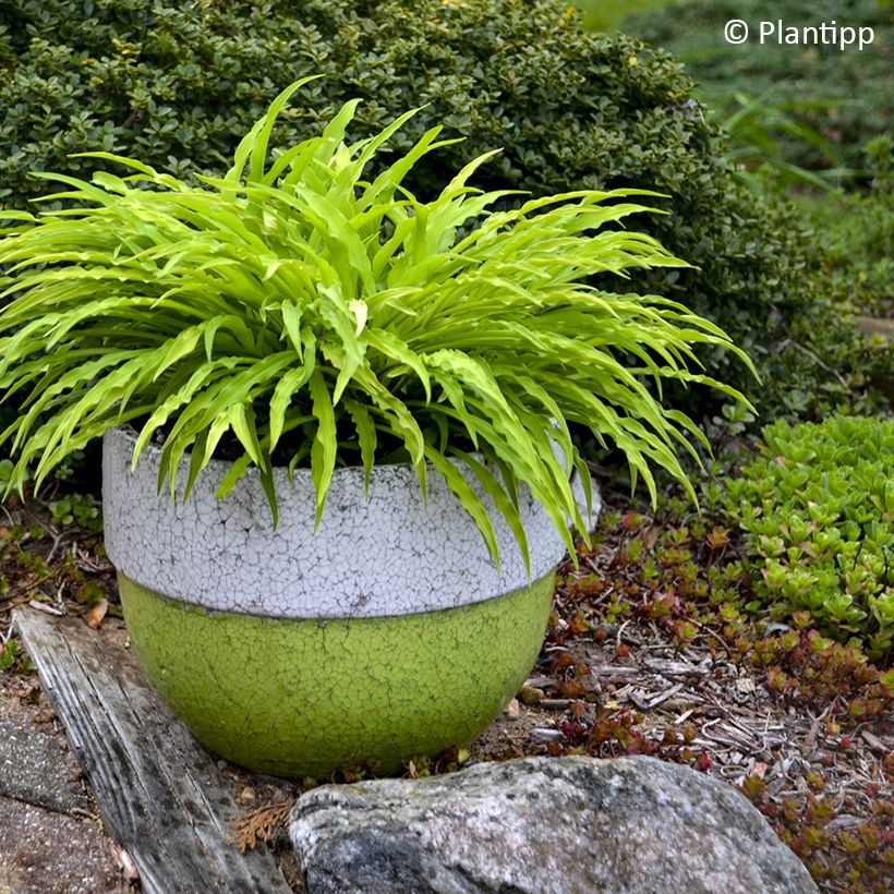 Hosta Party Streamers (Hábito)