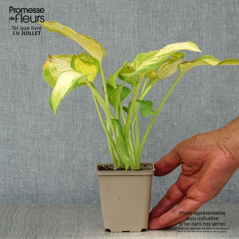 Amostra de Hosta Paul's Glory Vaso de 8/9 cm tal como entregue no verão