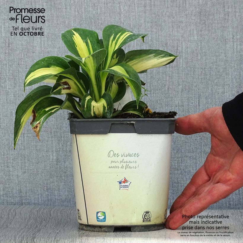 Amostra de Hosta Paul's Glory Vaso de 2 L/3 L tal como entregue no outono