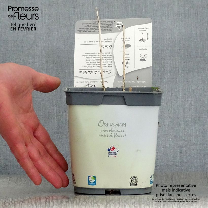 Amostra de Hosta Paul s Glory Vaso de 2 L/3 L tal como entregue no inverno