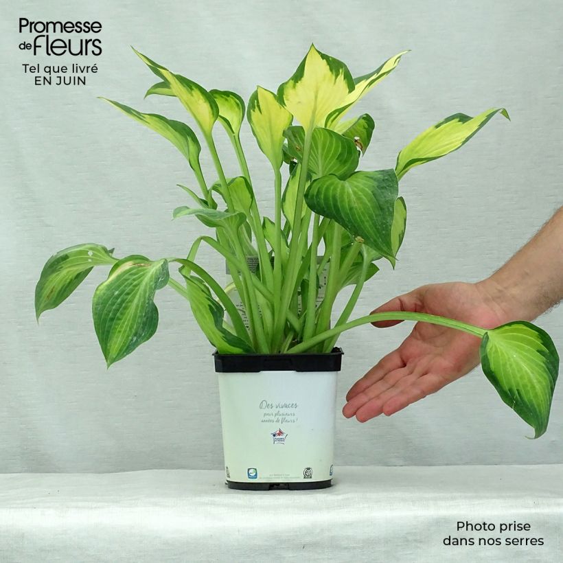 Amostra de Hosta Paul's Glory Vaso de 2 L/3 L tal como entregue no verão