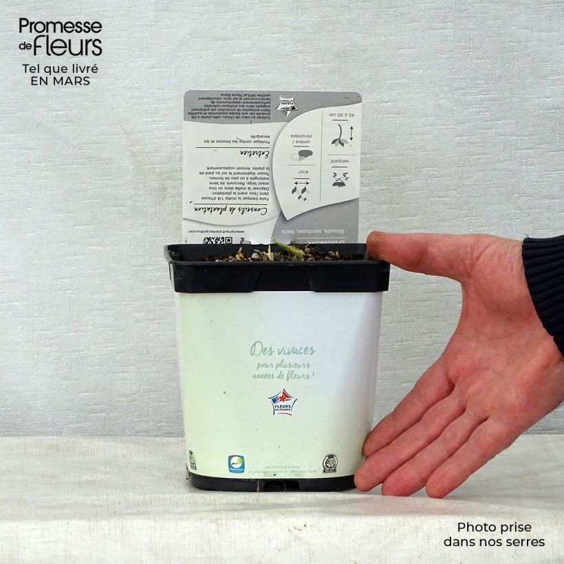 Amostra de Hosta Paul's Glory Vaso de 2 L/3 L tal como entregue na primavera