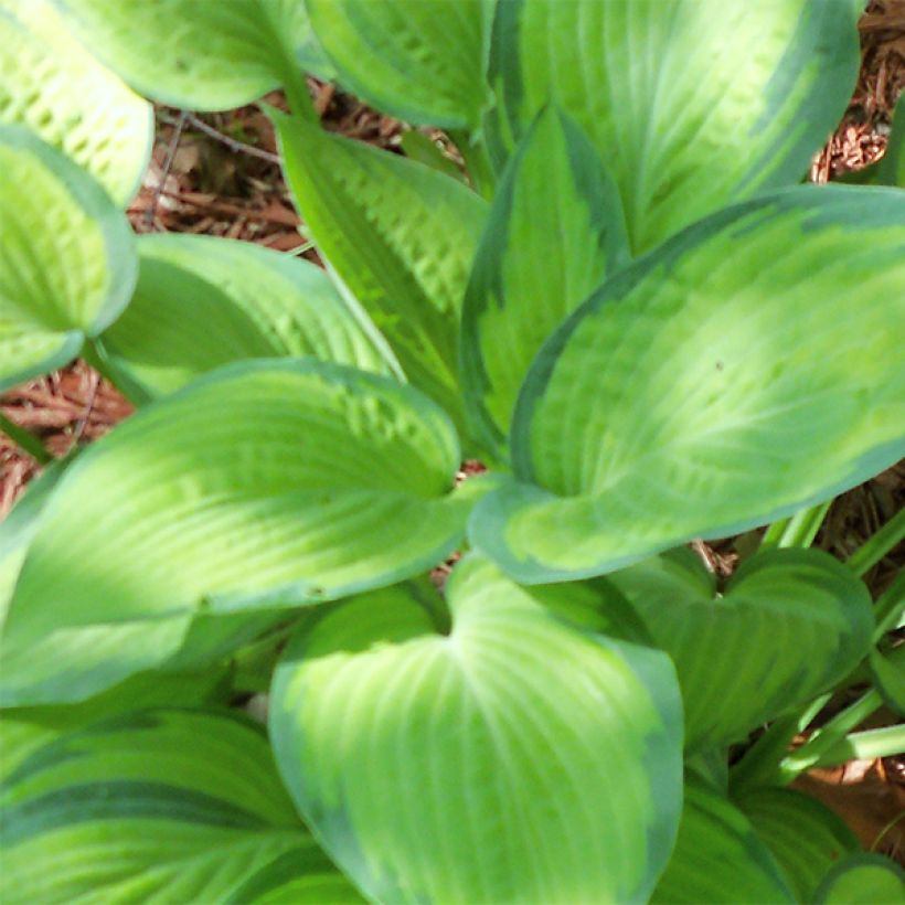 Hosta Paul's Glory (Folhagem)