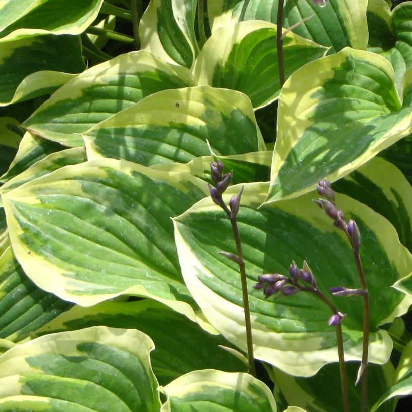 Hosta Pilgrim (Folhagem)