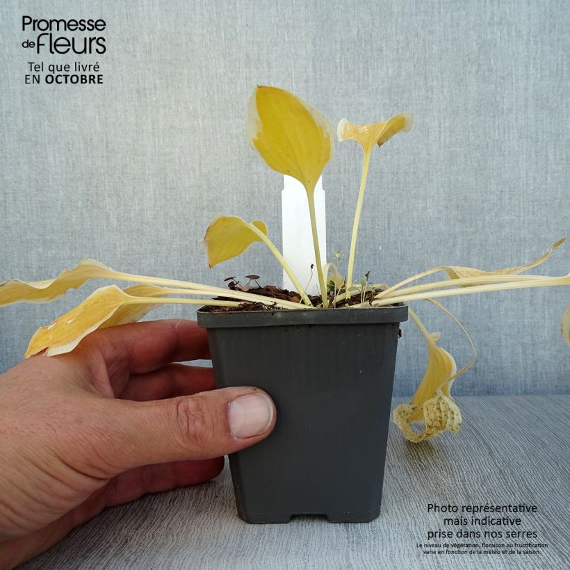 Amostra de Hosta Pilgrim Vaso de 8/9 cm tal como entregue no outono