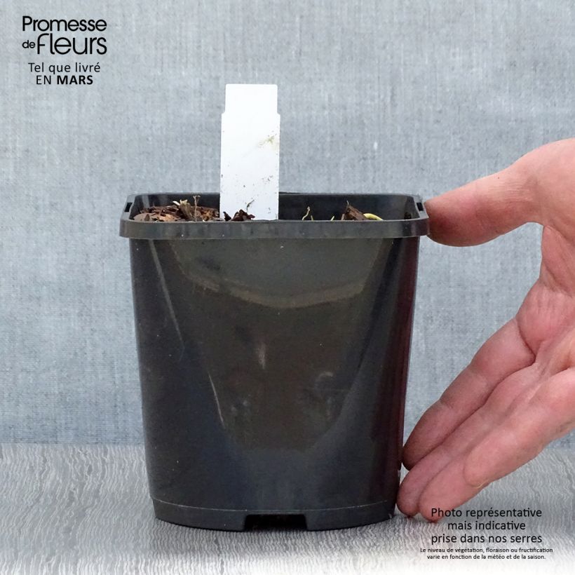 Amostra de Hosta Pin Up Vaso de 1,5 L/2 L tal como entregue na primavera
