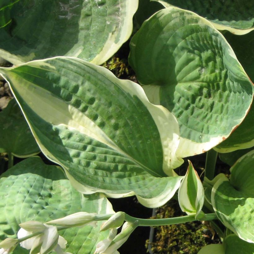 Hosta Pizzazz (Folhagem)