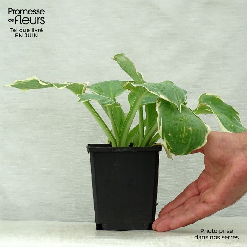 Amostra de Hosta Pizzazz Vaso de 8/9 cm tal como entregue no verão