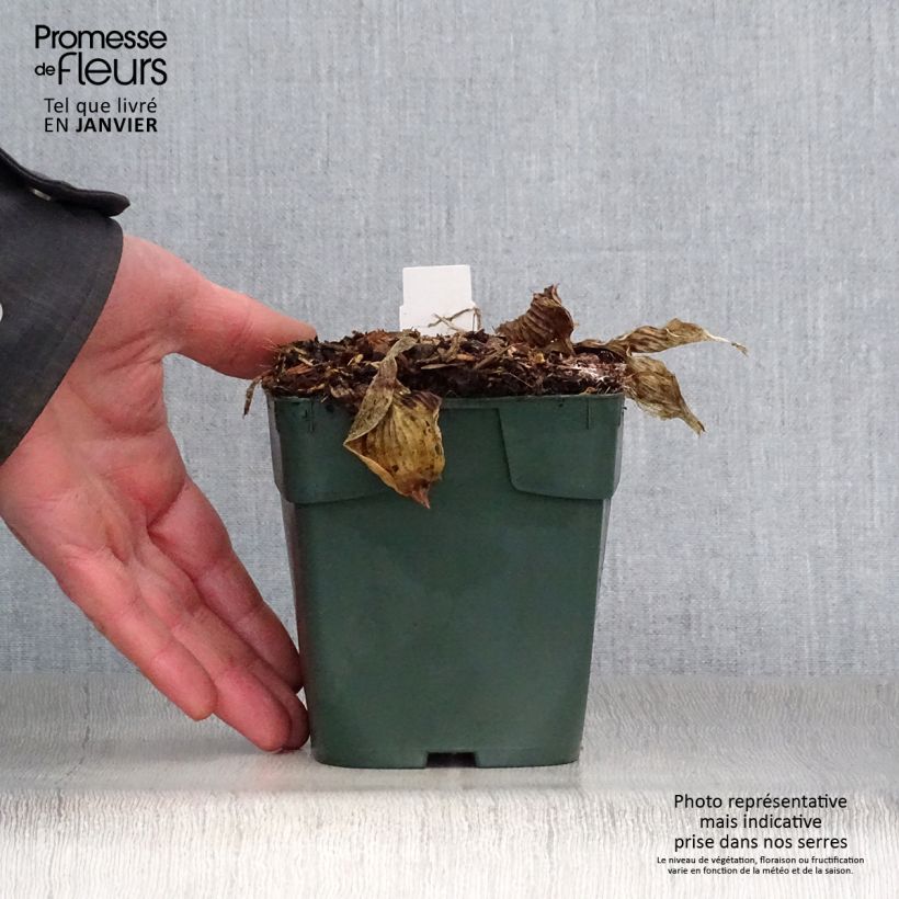 Amostra de Hosta Pizzazz Godet de 8/9 cm tal como entregue no inverno