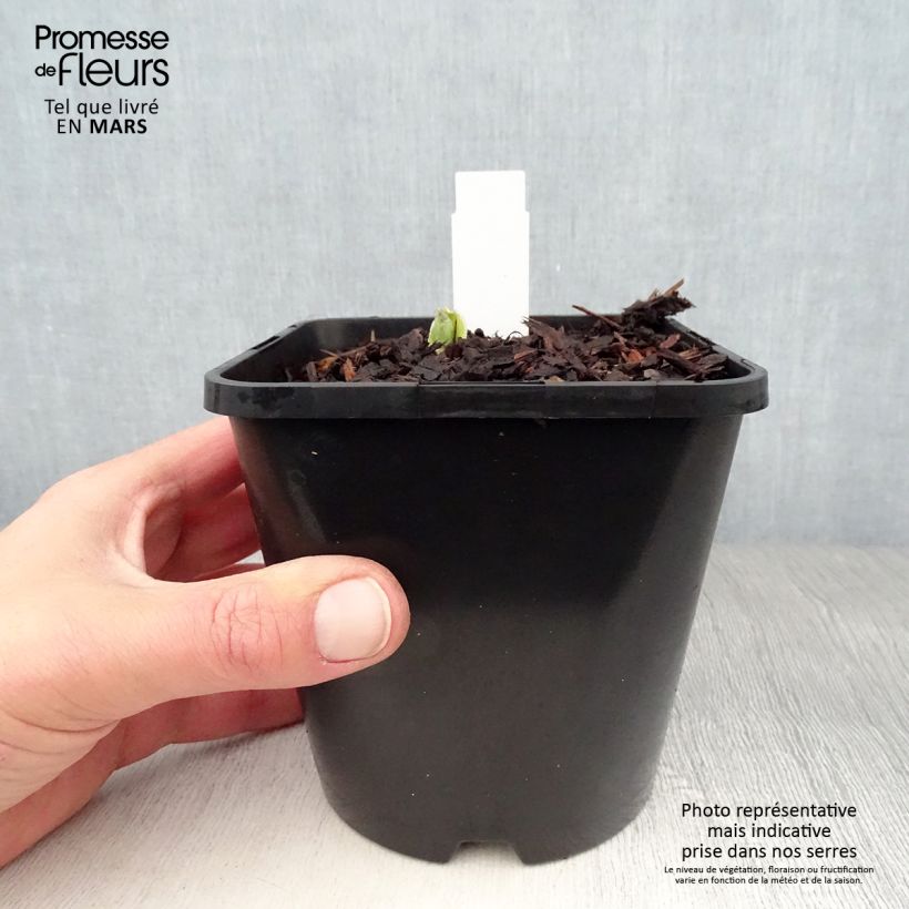 Amostra de Hosta Pocketfull of Sunshine Vaso de 1,5 L/2 L tal como entregue na primavera