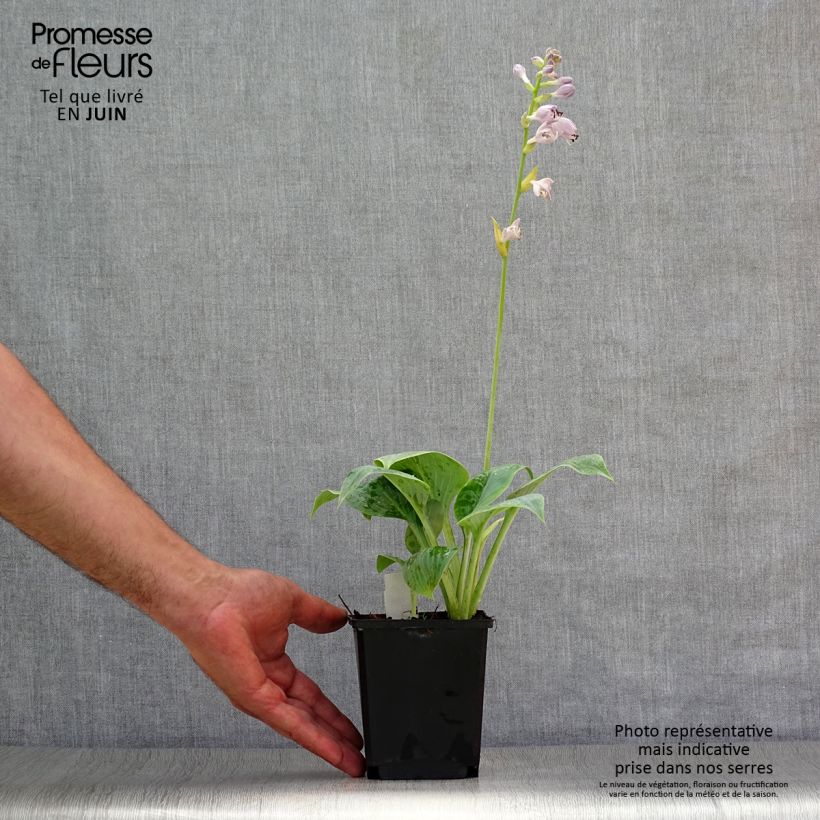 Amostra de Hosta Prairie Sky Vaso de 8/9 cm tal como entregue no verão