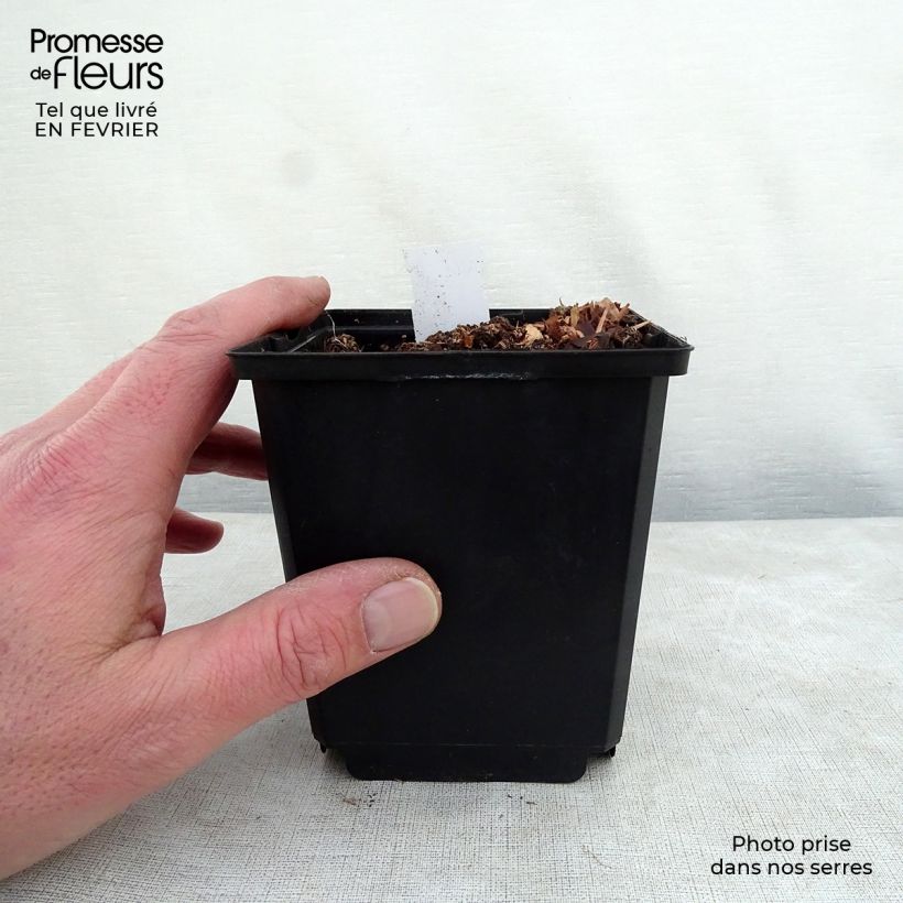 Amostra de Hosta Prairie Sky Godet de 8/9 cm tal como entregue no inverno