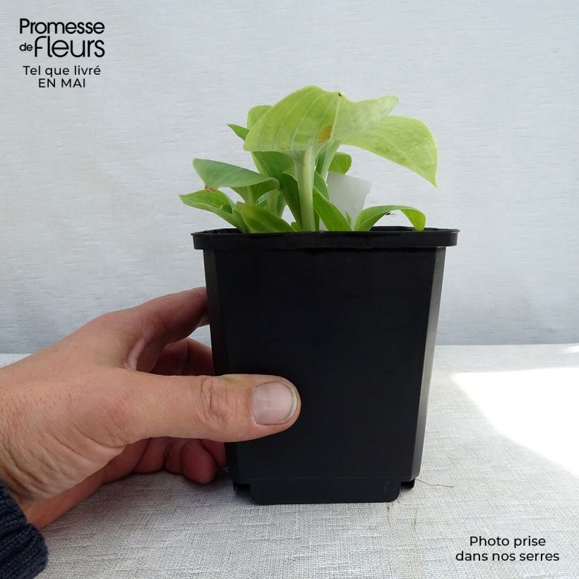 Amostra de Hosta Prairie Sky Vaso de 8/9 cm tal como entregue na primavera