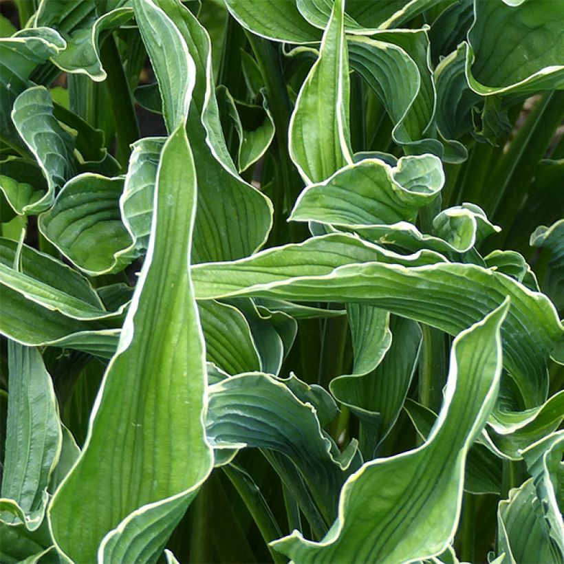 Hosta Praying Hands (Folhagem)