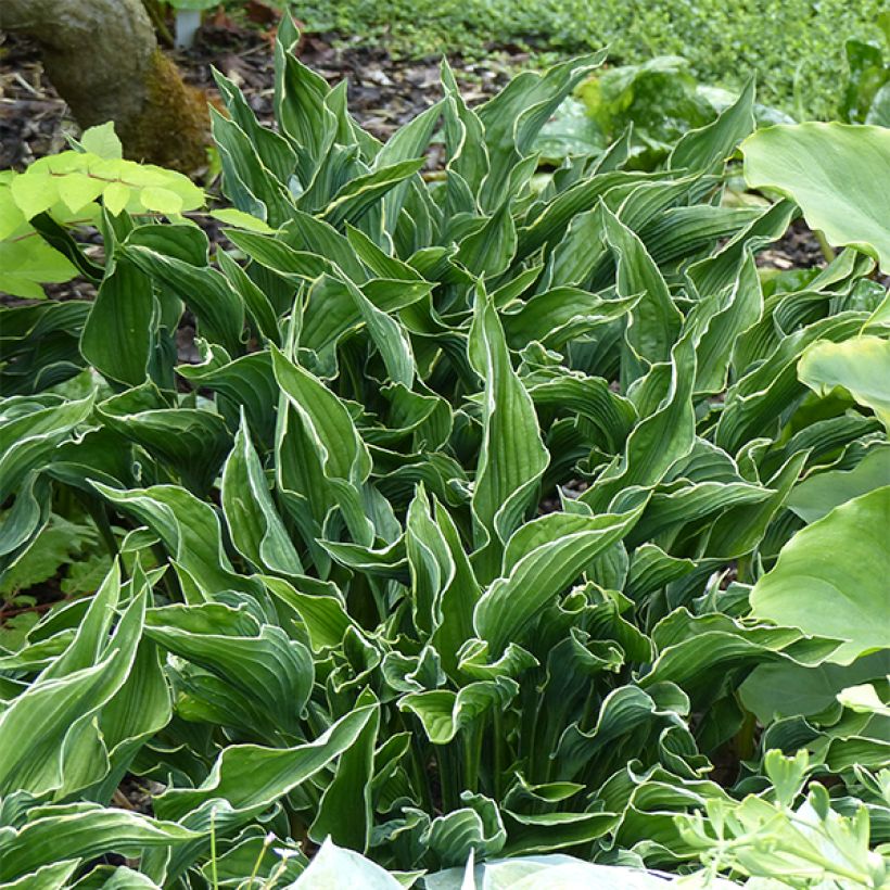 Hosta Praying Hands (Hábito)