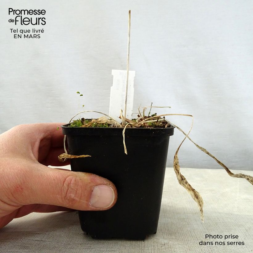 Amostra de Hosta Praying Hands Vaso de 8/9 cm tal como entregue na primavera