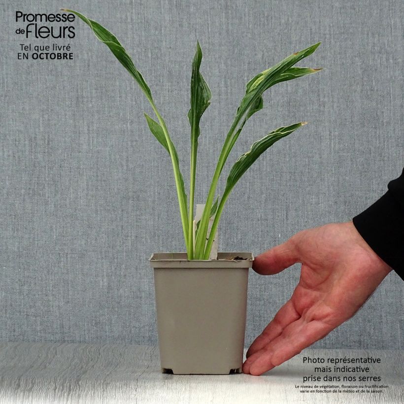Amostra de Hosta Praying Hands Vaso de 8/9 cm tal como entregue no outono