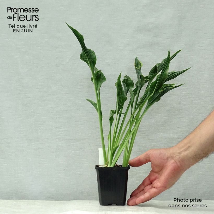 Amostra de Hosta Praying Hands Vaso de 8/9 cm tal como entregue no verão