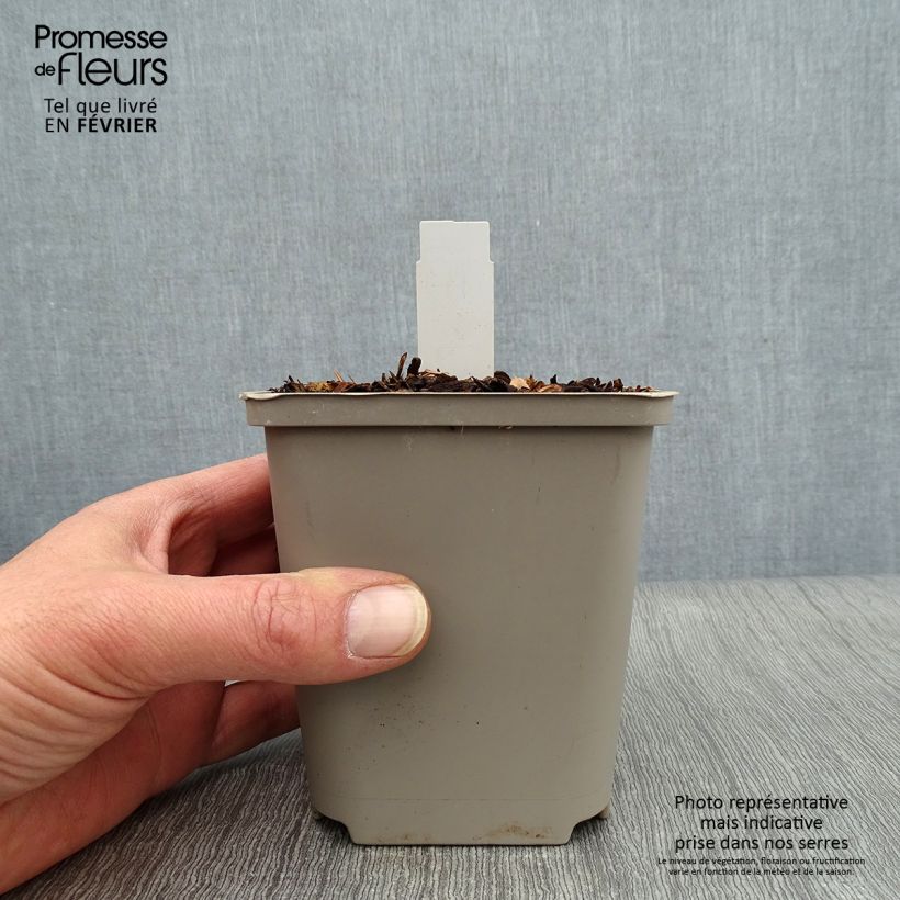 Amostra de Hosta Praying Hands Vaso de 8/9 cm tal como entregue no inverno