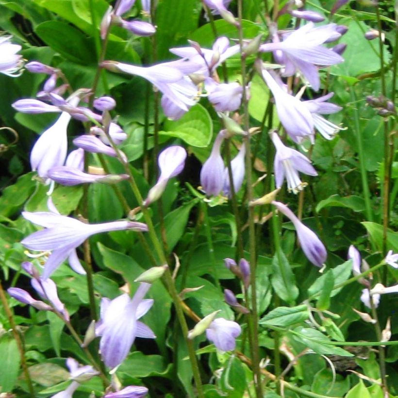 Hosta Purple Dwarf (Floração)