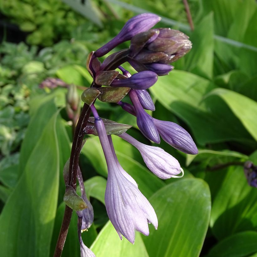 Hosta Purple Heart (Floração)