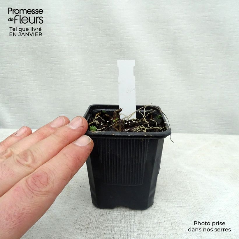 Amostra de Hosta Purple Heart Vaso de 8/9 cm tal como entregue no inverno