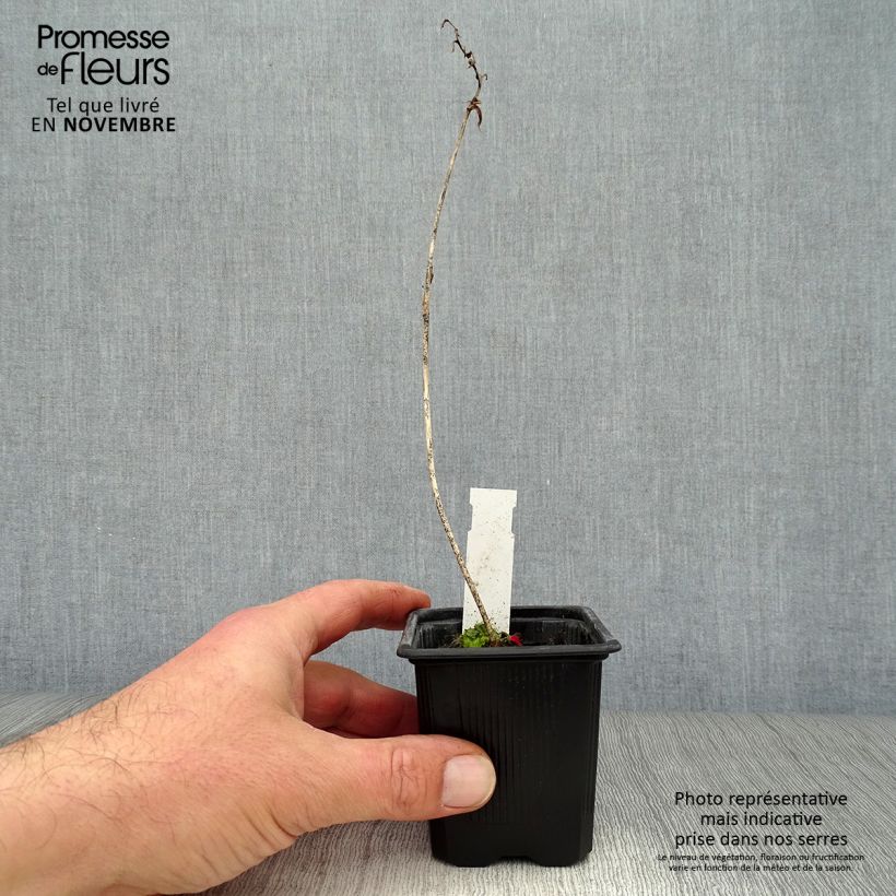Amostra de Hosta Purple Heart Vaso de 8/9 cm tal como entregue no outono
