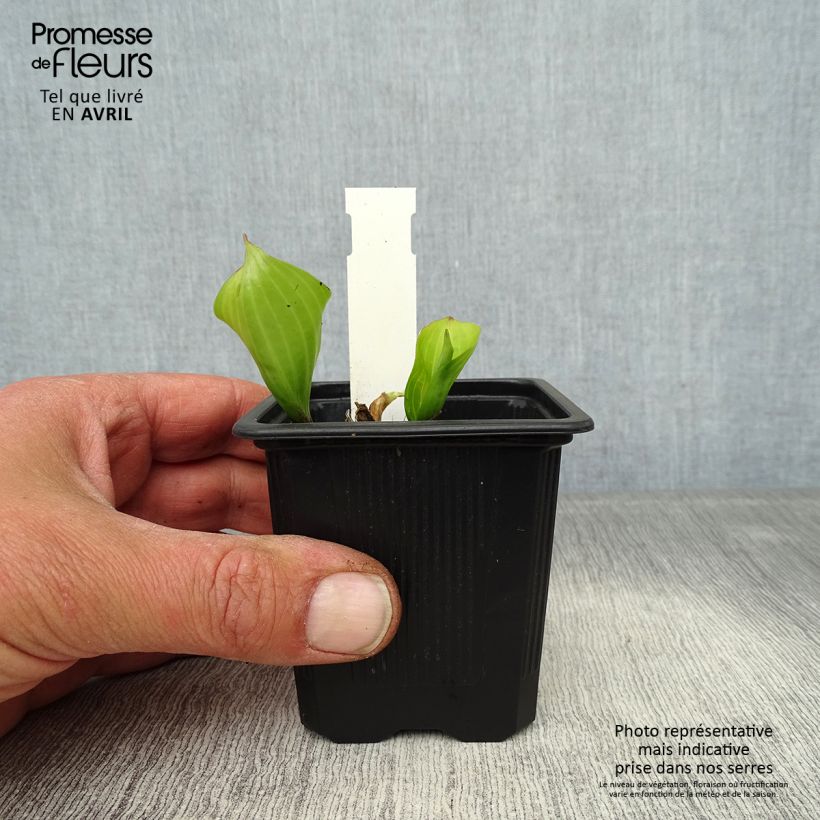 Amostra de Hosta Purple Heart Vaso de 8/9 cm tal como entregue na primavera