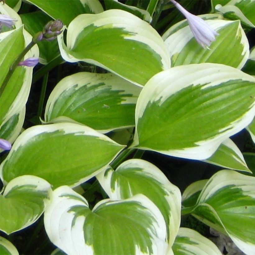 Hosta Queen Josephine (Folhagem)