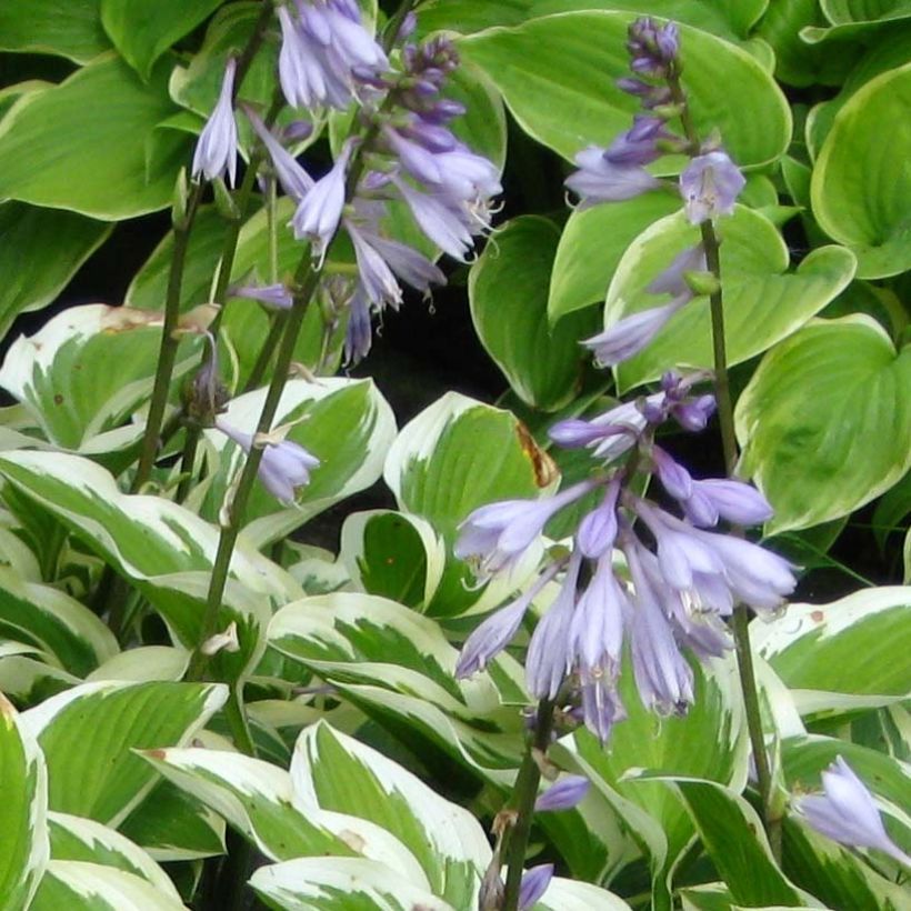 Hosta Queen Josephine (Floração)