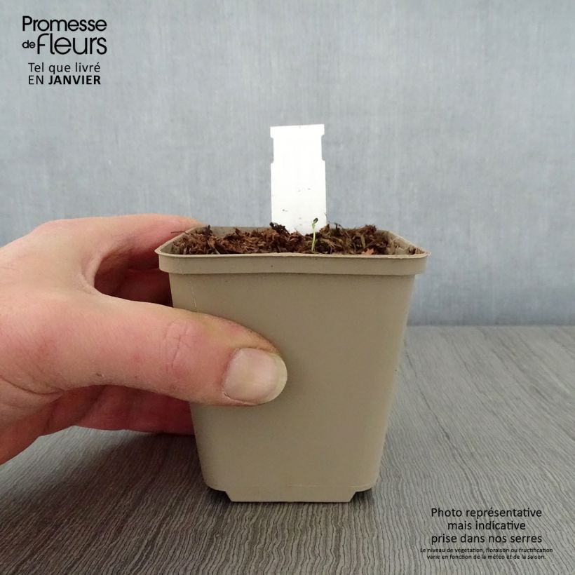 Amostra de Hosta Queen Josephine Godet de 8/9 cm tal como entregue no inverno