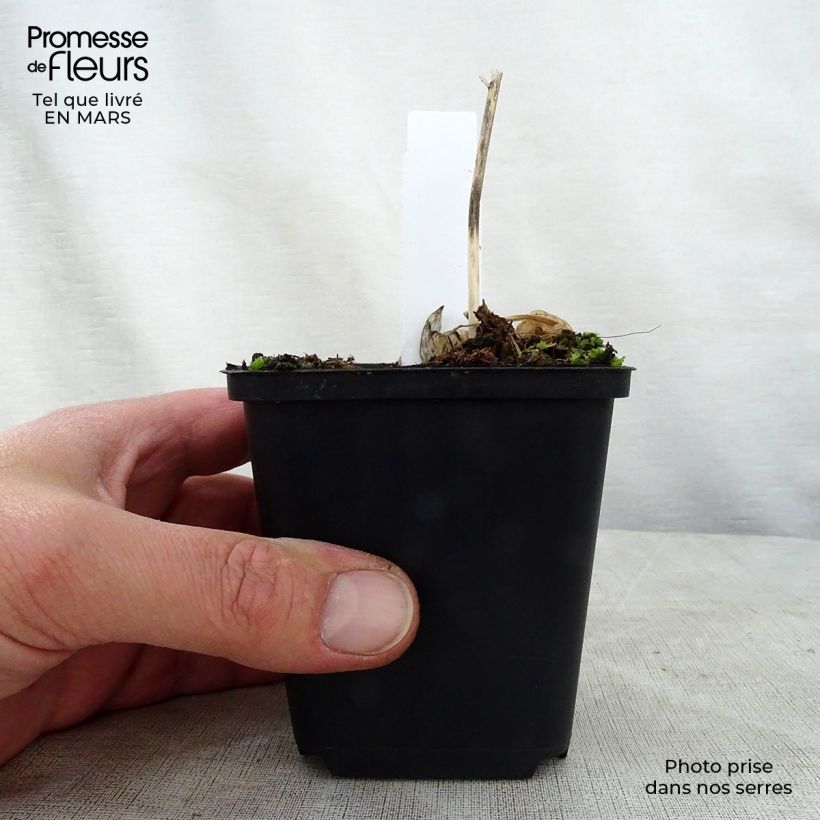 Amostra de Hosta Queen Josephine Vaso de 8/9 cm tal como entregue na primavera