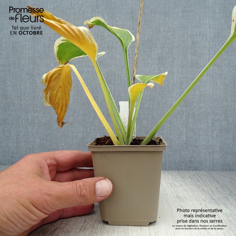Amostra de Hosta Queen Josephine Vaso de 8/9 cm tal como entregue no outono