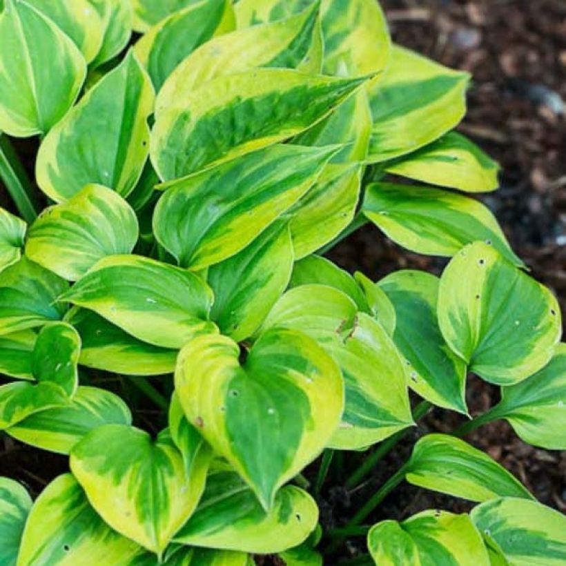 Hosta Radiant Edger (Folhagem)