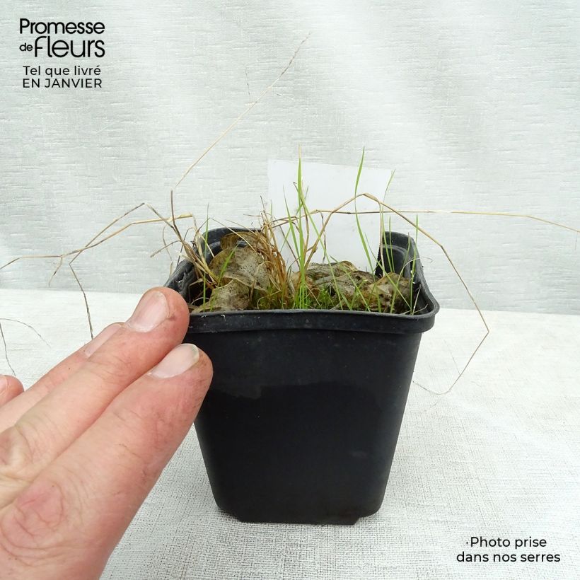 Amostra de Hosta Rainbows End Vaso de 8/9 cm tal como entregue no inverno