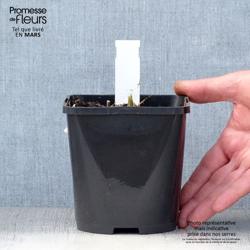 Amostra de Hosta Rainbows End Vaso de 1,5 L/2 L tal como entregue na primavera