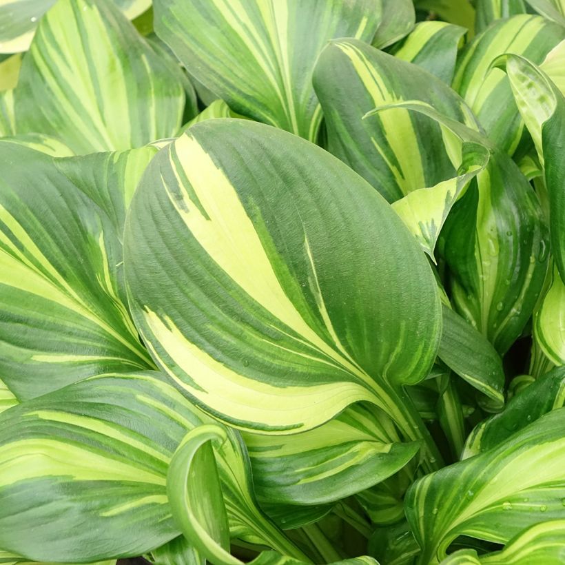 Hosta Rainbows End (Folhagem)