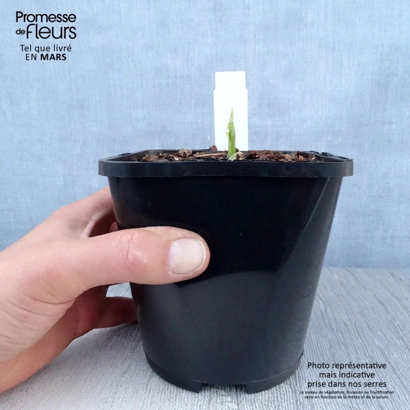 Amostra de Hosta Raspberry Sundae Vaso de 1,5 L/2 L tal como entregue na primavera