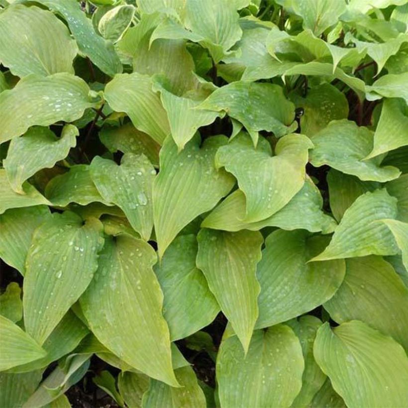Hosta Red October (Folhagem)
