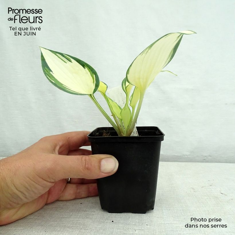 Amostra de Hosta Remember Me Vaso de 8/9 cm tal como entregue no verão