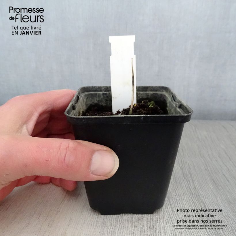 Amostra de Hosta Remember Me Vaso de 8/9 cm tal como entregue no inverno