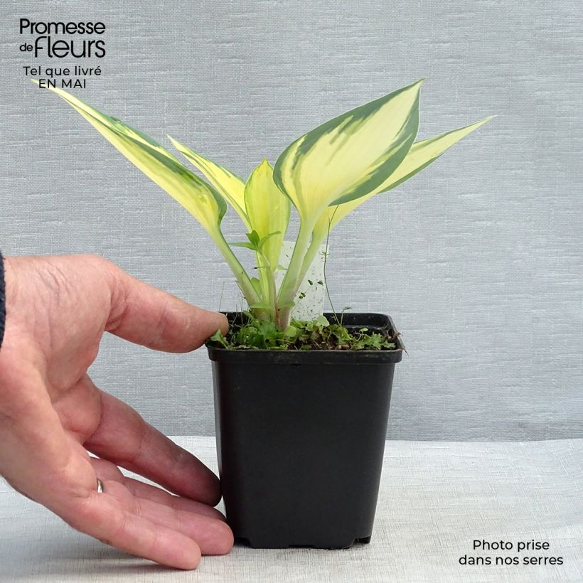 Amostra de Hosta Remember Me Vaso de 8/9 cm tal como entregue na primavera