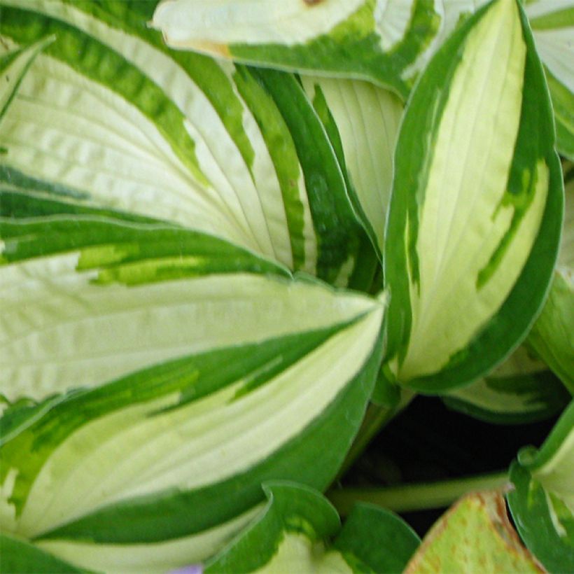 Hosta Reversed (Folhagem)