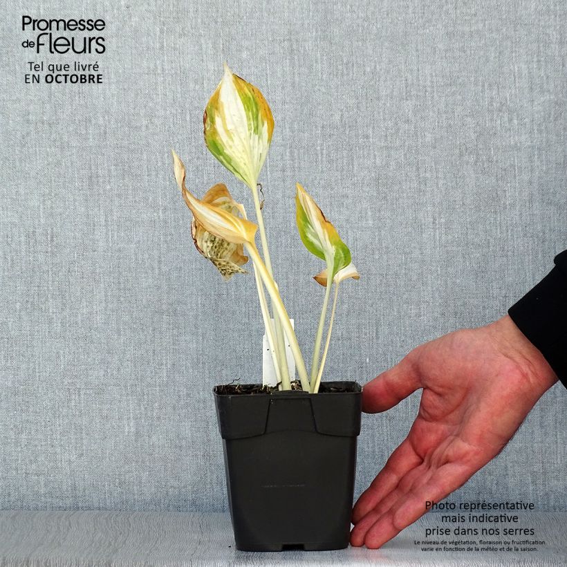 Amostra de Hosta Revolution Vaso de 8/9 cm tal como entregue no outono