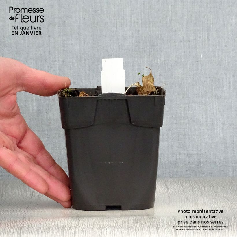 Amostra de Hosta Revolution Godet de 8/9 cm tal como entregue no inverno