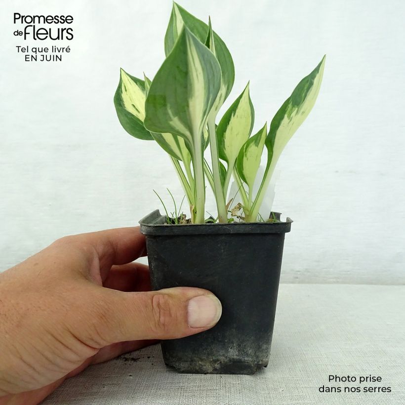 Amostra de Hosta Revolution Vaso de 8/9 cm tal como entregue no verão