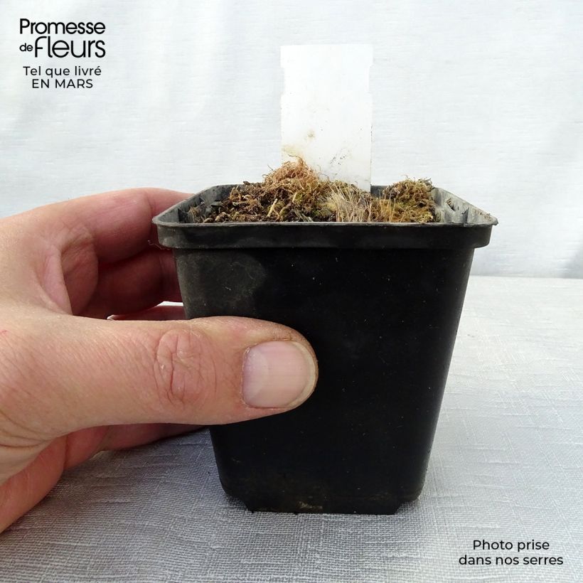 Amostra de Hosta Revolution Vaso de 8/9 cm tal como entregue na primavera