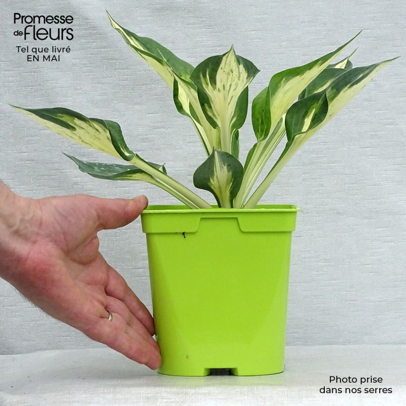 Amostra de Hosta Revolution Vaso de 2 L/3 L tal como entregue na primavera