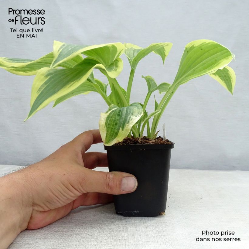 Amostra de Hosta Robert Frost Vaso de 8/9 cm tal como entregue na primavera